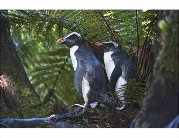 Fiordland crested penguins (Eudyptes pachyrhynchus) in dense coastal forest, Lake Moeraki