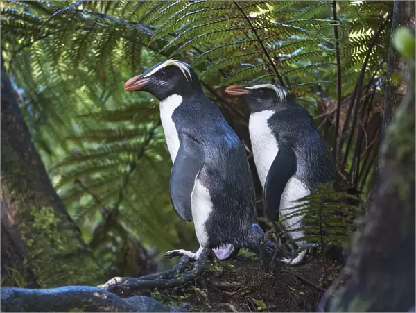 Fiordland crested penguins (Eudyptes pachyrhynchus) in dense coastal forest, Lake Moeraki