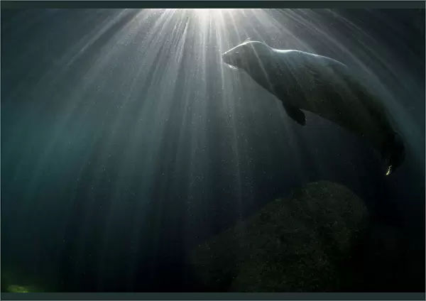 Grey seal (Haichaoerus grypus) swimming below surface with sunbeams. Lundy Island, Devon, UK