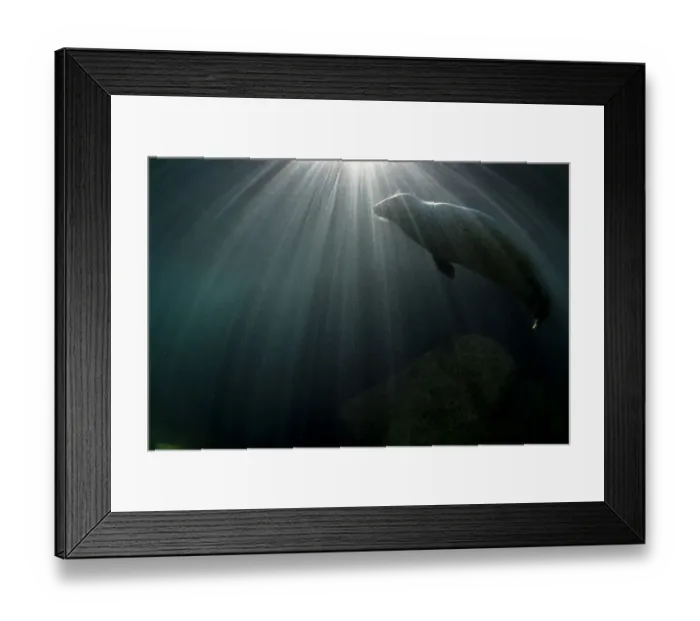 Framed Print : Grey seal (Haichaoerus grypus) swimming below surface with sunbeams. Lundy Island, Devon, UK