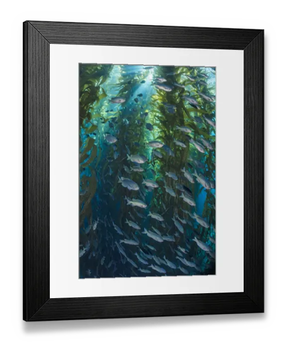 Framed Print : Blacksmiths (Chromis punctipinnis) school swam through a giant kelp (Macrocystis pyrifera) forest Framed Print : Blacksmiths (Chromis punctipinnis) school swam through a giant kelp (Macrocystis pyrifera) forest