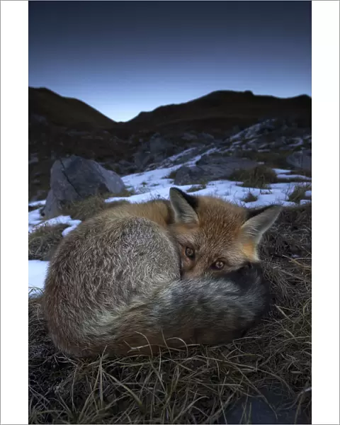 Red fox (Vulpes vulpes) resting with eyes open, Vanoise National Park, Rhone Alpes, France