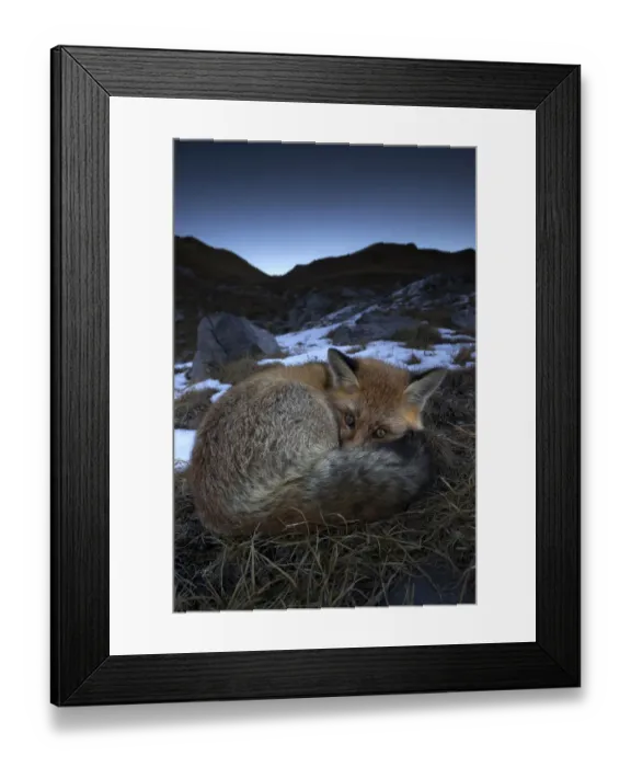Framed Print : Red fox (Vulpes vulpes) resting with eyes open, Vanoise National Park, Rhone Alpes, France Framed Print : Red fox (Vulpes vulpes) resting with eyes open, Vanoise National Park, Rhone Alpes, France