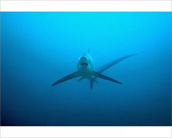 Thresher shark (Alopias pelagicus) swimming over seabed to be cleaned by cleaner wrasses