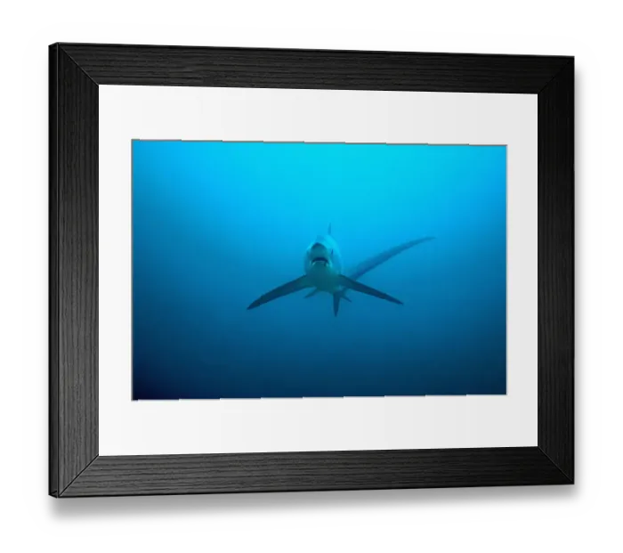 Framed Print : Thresher shark (Alopias pelagicus) swimming over seabed to be cleaned by cleaner wrasses Framed Print : Thresher shark (Alopias pelagicus) swimming over seabed to be cleaned by cleaner wrasses