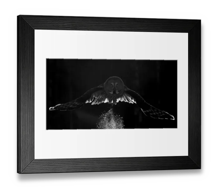 Framed Print : Great grey owl (Strix nebulosa) taking off from snowy ground, Kuusamo, Finland. March Framed Print : Great grey owl (Strix nebulosa) taking off from snowy ground, Kuusamo, Finland. March