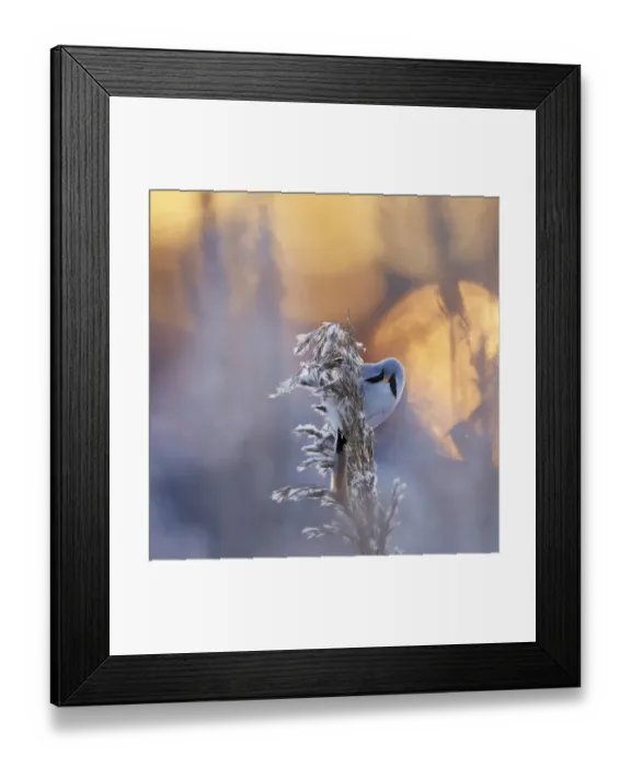 Framed Print : Bearded reedling (Panurus biarmicus) on frosty reed seed head, Helsinki, Finland, January Framed Print : Bearded reedling (Panurus biarmicus) on frosty reed seed head, Helsinki, Finland, January