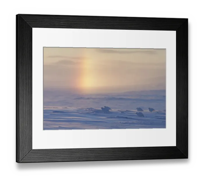 Framed Print : Ptarmigan (Lagopus mutus) in snowy landscape, Utsjoki, Finland, February Framed Print : Ptarmigan (Lagopus mutus) in snowy landscape, Utsjoki, Finland, February