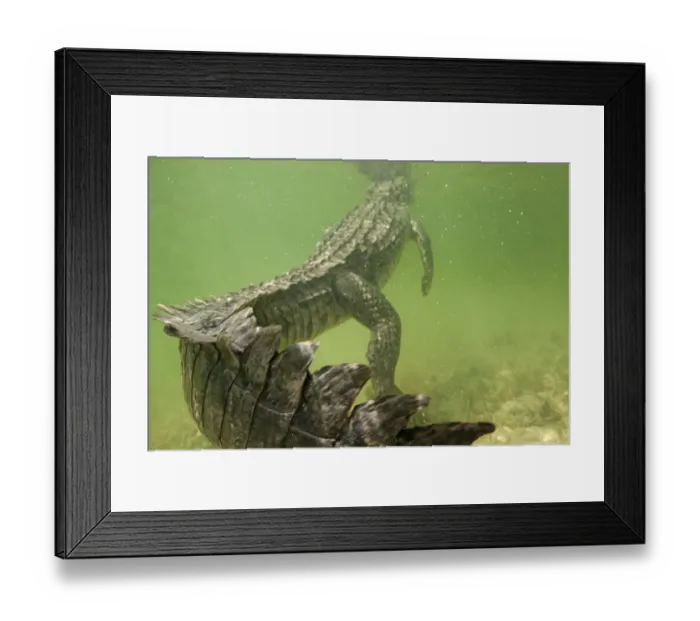 Framed Print : American crocodile (Crocodylus acutus) rear view of animal resting in shallow water Framed Print : American crocodile (Crocodylus acutus) rear view of animal resting in shallow water