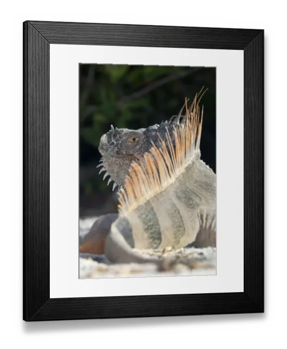 Framed Print : Green iguana (Iguana iguana) rear view of basking in sun, Banco Chinchorro Biosphere Reserve