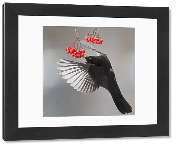 Blackbird (Turdus merula) in flight to feed on berries, Helsinki, Finland. November