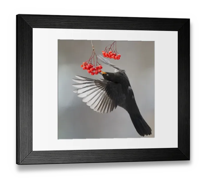 Framed Print : Blackbird (Turdus merula) in flight to feed on berries, Helsinki, Finland. November Framed Print : Blackbird (Turdus merula) in flight to feed on berries, Helsinki, Finland. November