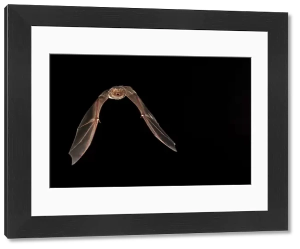 Red bat (Lasiurus borealis) female flying; shots taken with high speed flash San Saba County