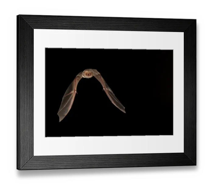 Framed Print : Red bat (Lasiurus borealis) female flying; shots taken with high speed flash San Saba County Framed Print : Red bat (Lasiurus borealis) female flying; shots taken with high speed flash San Saba County