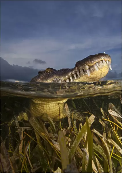 American crocodile (Crocodylus acutus) split level with animal resting at surface