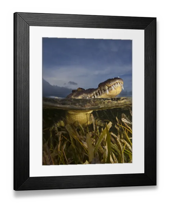 Framed Print : American crocodile (Crocodylus acutus) split level with animal resting at surface Framed Print : American crocodile (Crocodylus acutus) split level with animal resting at surface