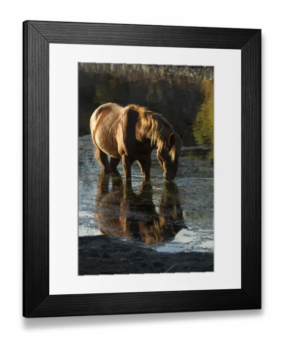 Framed Print : Wild Salt River stallion grazing in water, living wild in Tonto National Forest, Arizona, USA Framed Print : Wild Salt River stallion grazing in water, living wild in Tonto National Forest, Arizona, USA