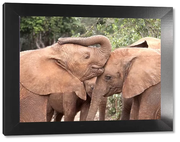Young orphan Elephants (Loxodonta africana) kissing