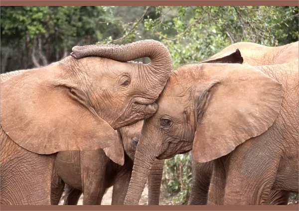 Young orphan Elephants (Loxodonta africana) kissing