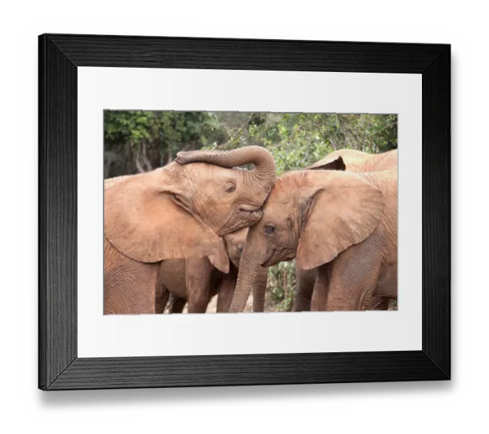 Framed Print : Young orphan Elephants (Loxodonta africana) kissing Framed Print : Young orphan Elephants (Loxodonta africana) kissing