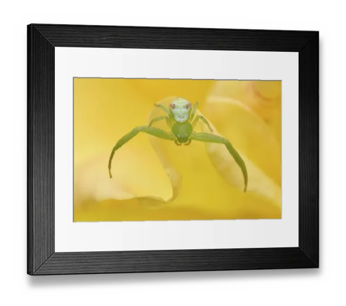 Framed Print : Close up of a Crab spider (Misumena sp) on flowers, East Lake Greenway park, Wuhan Framed Print : Close up of a Crab spider (Misumena sp) on flowers, East Lake Greenway park, Wuhan