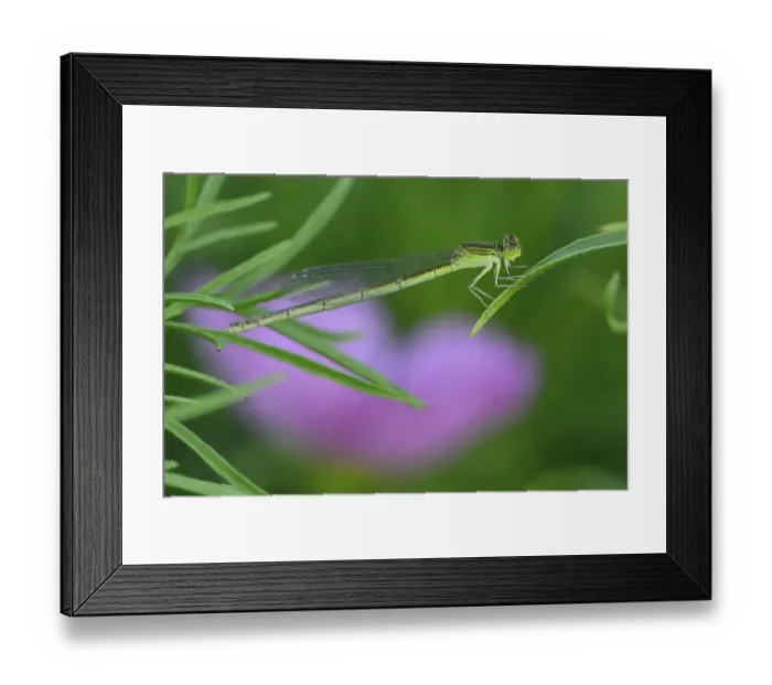 Framed Print : Damselfly perched on a leaf, East Lake Greenway park, Wuhan, Hubei, China Framed Print : Damselfly perched on a leaf, East Lake Greenway park, Wuhan, Hubei, China