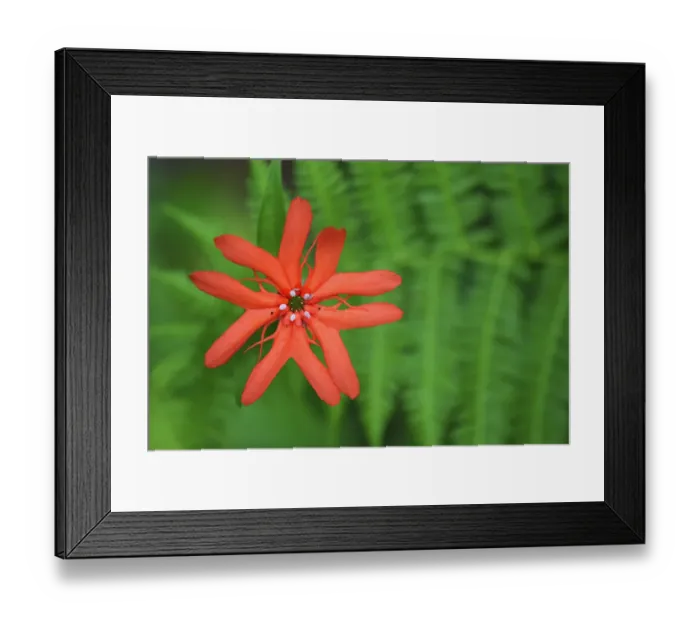 Framed Print : Sweet orange catchfly (Lychnis cognata), Wu Ying District Nature Reserve, near Yichun city Framed Print : Sweet orange catchfly (Lychnis cognata), Wu Ying District Nature Reserve, near Yichun city