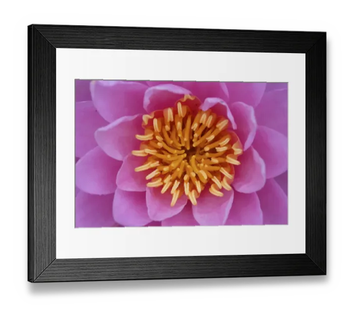 Framed Print : Pink Flower of the India red waterlily (Nymphaea rubra pubescens) East Lake Greenway Framed Print : Pink Flower of the India red waterlily (Nymphaea rubra pubescens) East Lake Greenway