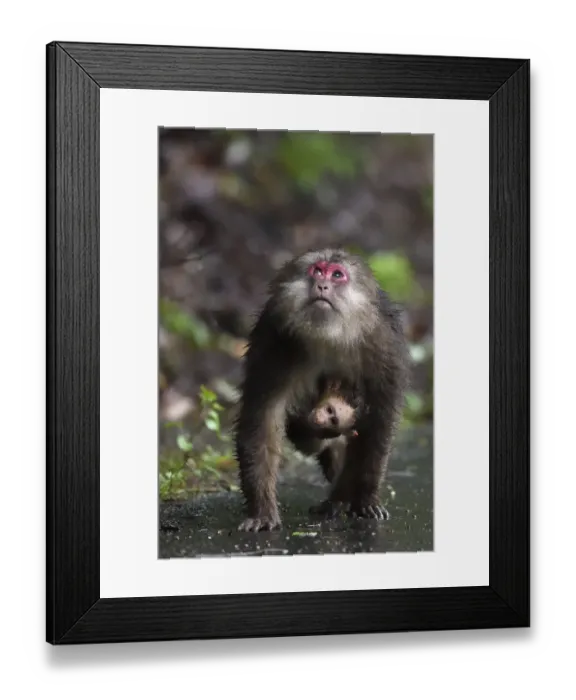 Framed Print : Tibetan macaque (Macaca thibetana) carrying her baby, Tangjiahe National Nature Reserve Framed Print : Tibetan macaque (Macaca thibetana) carrying her baby, Tangjiahe National Nature Reserve