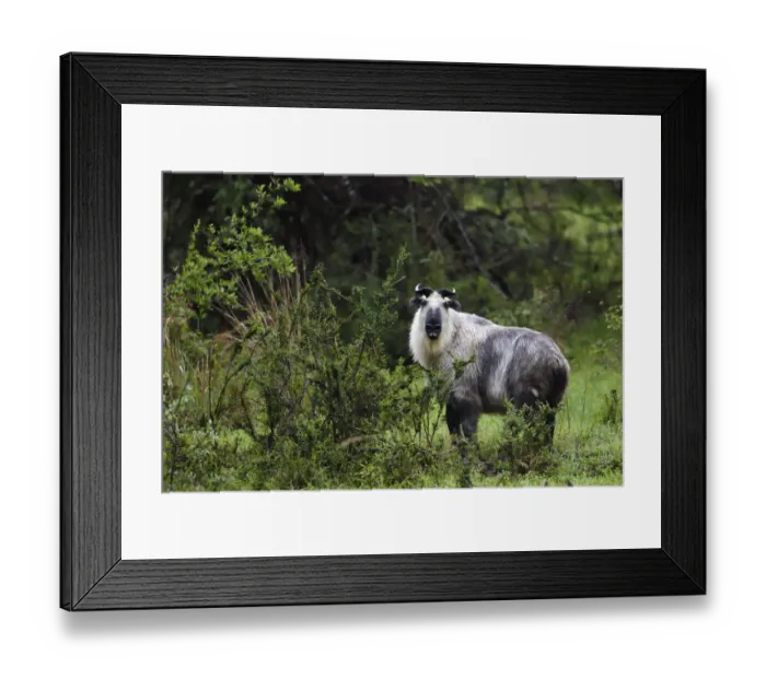 Framed Print : Sichuan or Tibetan Takin (Budorcas taxicolor tibetana) standing in a forest in Tangjiahe Framed Print : Sichuan or Tibetan Takin (Budorcas taxicolor tibetana) standing in a forest in Tangjiahe