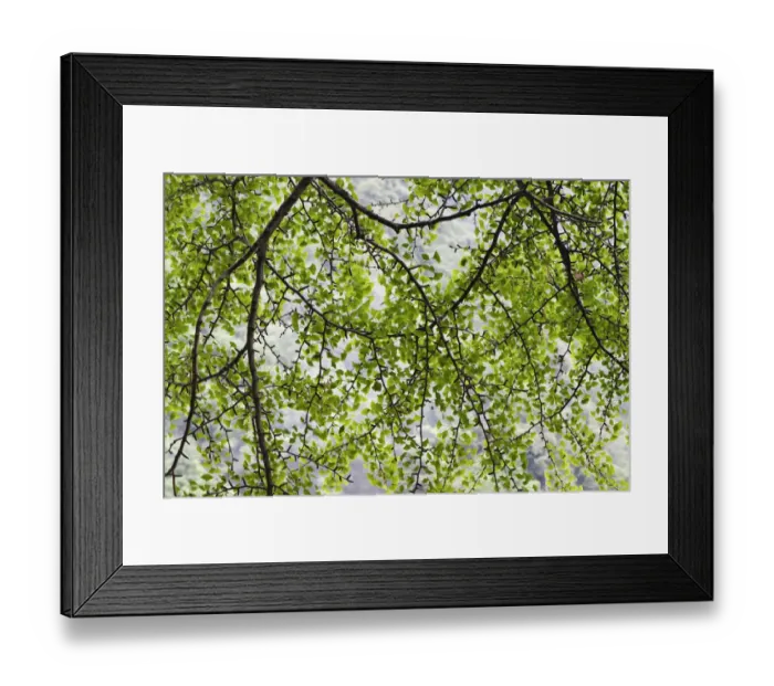 Framed Print : Ginkgo tree (Ginkgo biloba) Tangjiahe National Nature Reserve, Sichuan, China Framed Print : Ginkgo tree (Ginkgo biloba) Tangjiahe National Nature Reserve, Sichuan, China