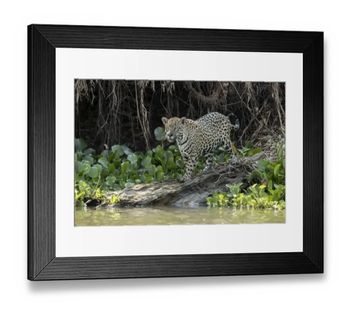 Framed Print : Jaguar (Panthera onca) Pantanal, Mato Grosso, Brazil Framed Print : Jaguar (Panthera onca) Pantanal, Mato Grosso, Brazil