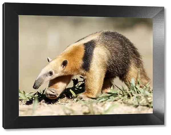 Southern anteater (Tamandua tetradactyla) Formoso River, Bonito, Mato Grosso do Sul