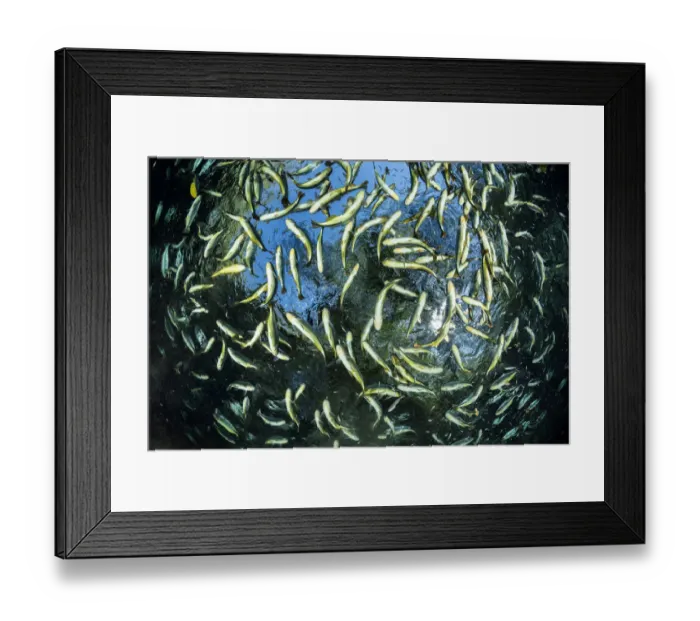 Framed Print : Shoal of Piraputanga, (Brycon hilarii), close to the surface, Aquario Natural, Bonito Framed Print : Shoal of Piraputanga, (Brycon hilarii), close to the surface, Aquario Natural, Bonito