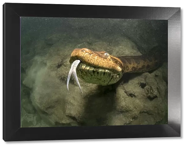 Close view of a Green anaconda, (Eunectes murinus) underwater, Formoso River, Bonito