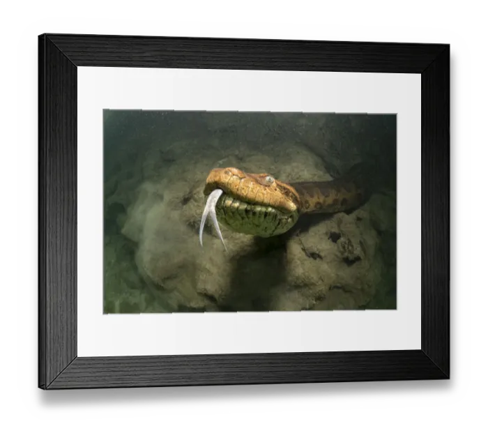Framed Print : Close view of a Green anaconda, (Eunectes murinus) underwater, Formoso River, Bonito