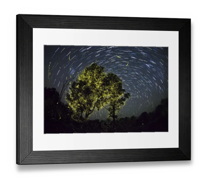 Framed Print : Composite image of Fireflies synchronize display just after first shower of monsoon