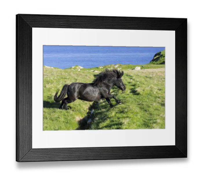 Framed Print : Black Shetland pony jumps over ditch in field along the coast on the Shetland Islands