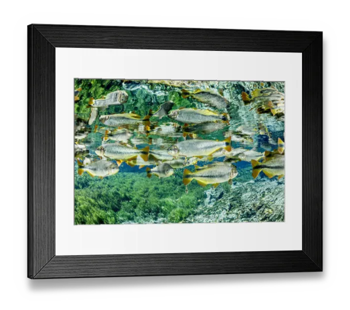 Framed Print : Piraputanga, (Brycon hilarii) reflected on the water surface, Aquario Natural, Bonito Framed Print : Piraputanga, (Brycon hilarii) reflected on the water surface, Aquario Natural, Bonito