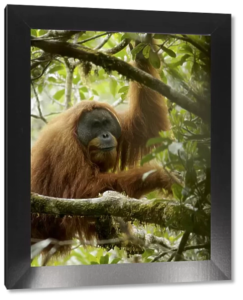 Tapanuli Orangutan (Pongo tapanuliensis). Togus, adult flanged male. Batang Toru Forest