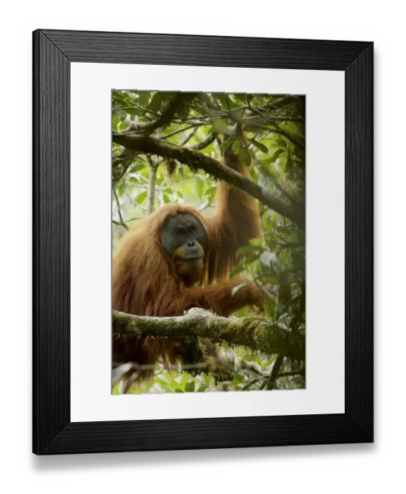 Framed Print : Tapanuli Orangutan (Pongo tapanuliensis). Togus, adult flanged male. Batang Toru Forest Framed Print : Tapanuli Orangutan (Pongo tapanuliensis). Togus, adult flanged male. Batang Toru Forest