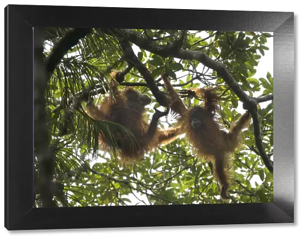 Tapanuli Orangutan (Pongo tapanuliensis) Beti, juvenile female approximate age 6 years