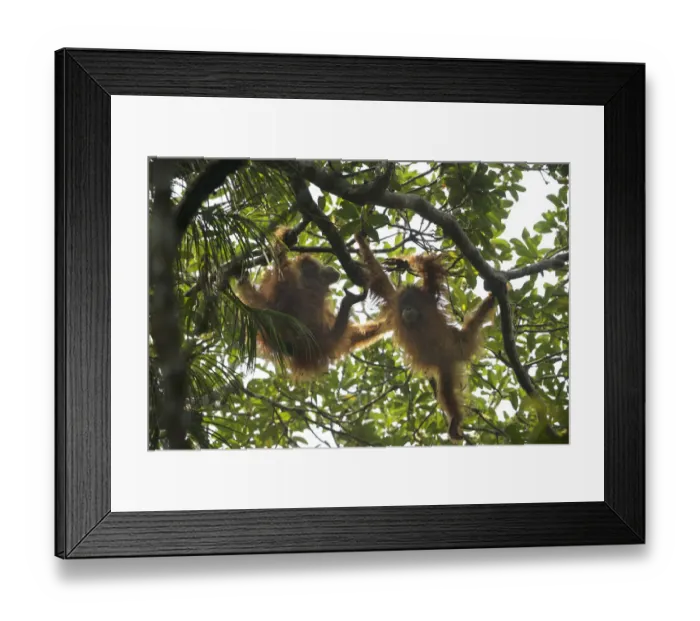 Framed Print : Tapanuli Orangutan (Pongo tapanuliensis) Beti, juvenile female approximate age 6 years Framed Print : Tapanuli Orangutan (Pongo tapanuliensis) Beti, juvenile female approximate age 6 years