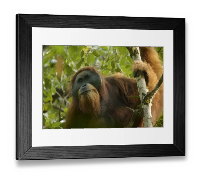 Framed Print : Tapanuli orangutan (Pongo tapanuliensis) Togus, adult flanged male, Batang Toru Forest Framed Print : Tapanuli orangutan (Pongo tapanuliensis) Togus, adult flanged male, Batang Toru Forest