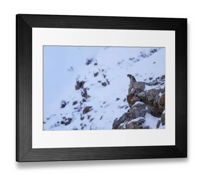 Framed Print : Snow leopard (Panthera uncia) old male at dusk looking from a cliff ledge in Spiti valley Framed Print : Snow leopard (Panthera uncia) old male at dusk looking from a cliff ledge in Spiti valley