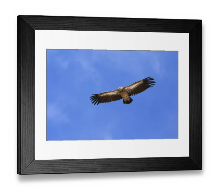Framed Print : Himalayan Griffon (Gyps himalayensis) in flight in Spiti valley, Cold Desert Biosphere Reserve Framed Print : Himalayan Griffon (Gyps himalayensis) in flight in Spiti valley, Cold Desert Biosphere Reserve