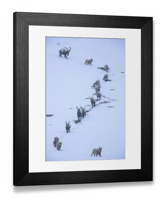 Framed Print : Himalayan ibex (Capra sibirica) during a snowfall, coming down the mountain at dusk