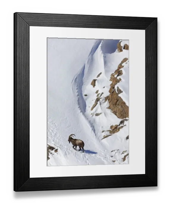 Framed Print : Himalayan ibex (Capra sibirica) male on snow, Spiti valley, Cold Desert Biosphere Reserve Framed Print : Himalayan ibex (Capra sibirica) male on snow, Spiti valley, Cold Desert Biosphere Reserve
