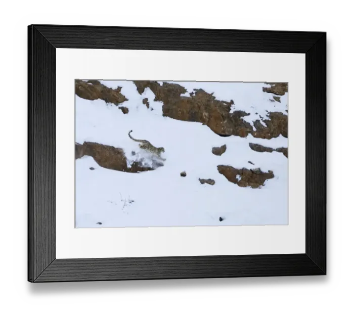 Framed Print : Snow leopard (Panthera uncia) male running hunting Himalayan ibex on the snow in Spiti valley Framed Print : Snow leopard (Panthera uncia) male running hunting Himalayan ibex on the snow in Spiti valley
