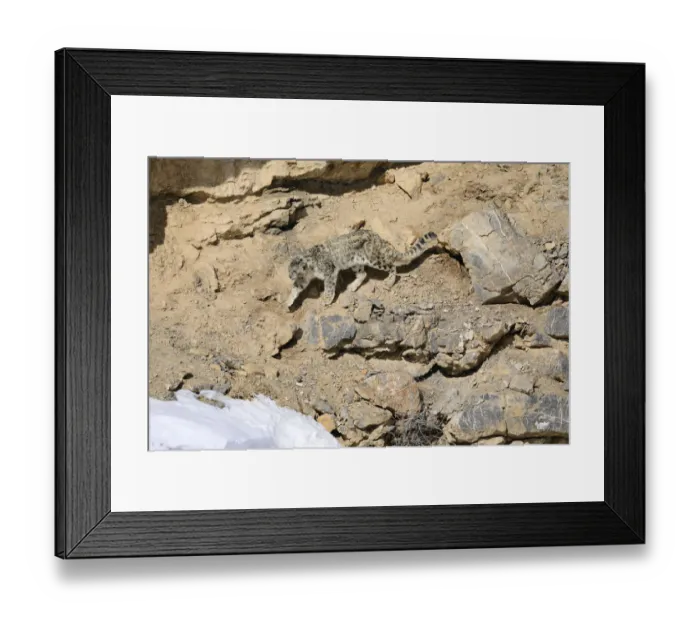 Framed Print : Snow leopard (Panthera uncia) old male walking on a cliff ledge in Spiti valley Framed Print : Snow leopard (Panthera uncia) old male walking on a cliff ledge in Spiti valley